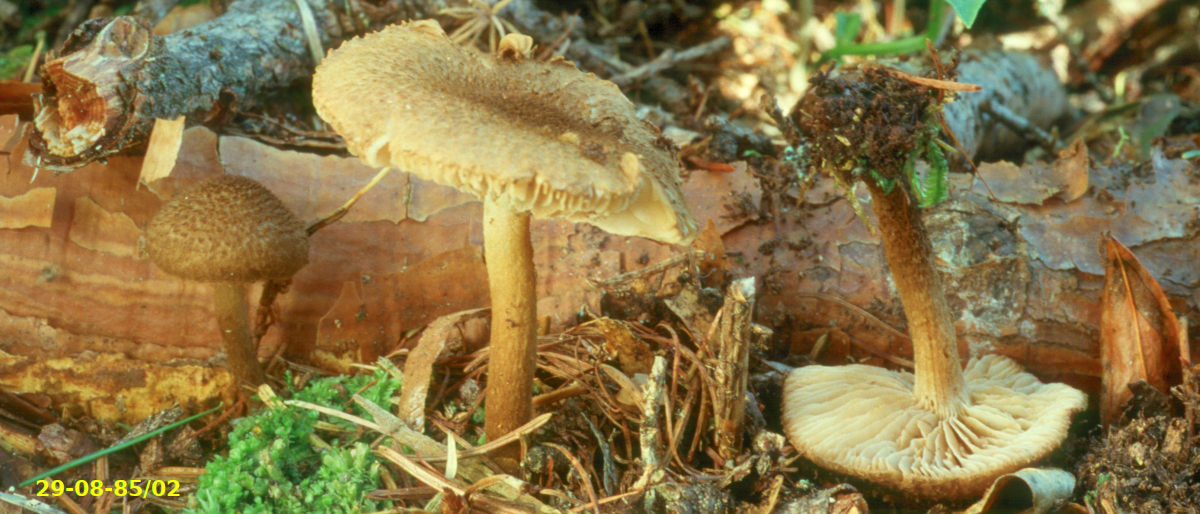 Picture of Inocybe_lanuginosa29-08-85/02